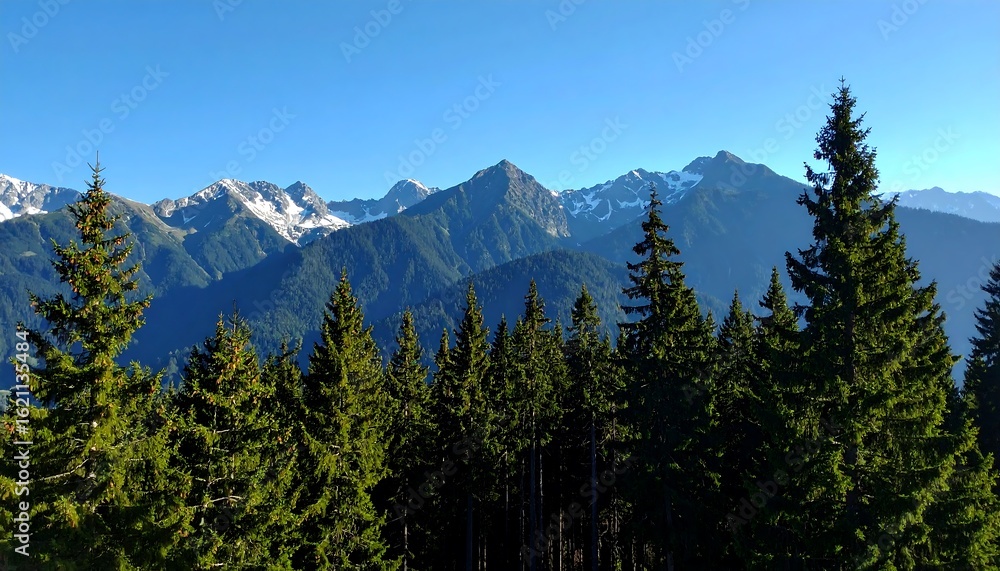 Obraz premium Mountain vista through pine trees
