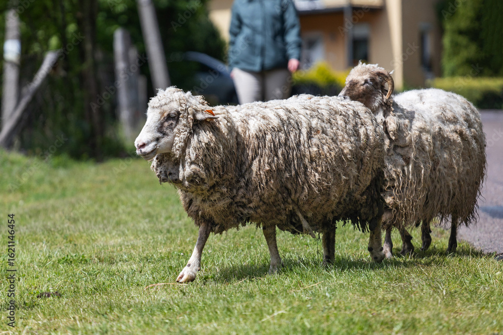 Fototapeta premium Sheep walking across a grassy pasture with a person blurred in the background