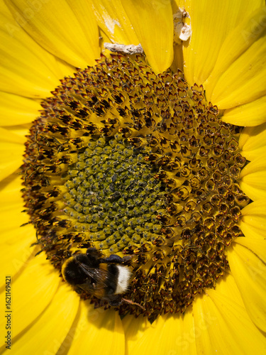 Sunflower and bees at the island og Oland