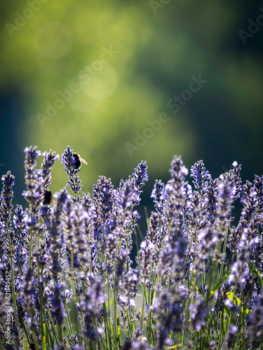Lavender and bees at the island og Oland
