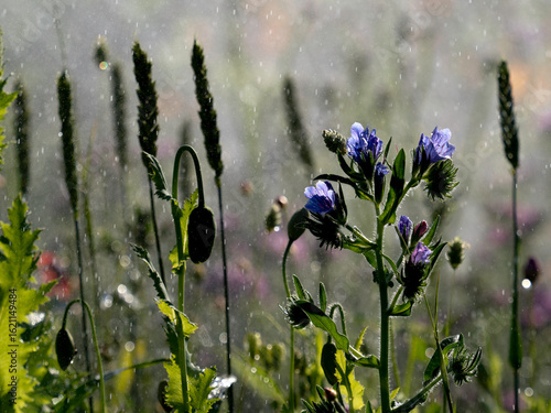 Flowers and water sprey in the island of Oland