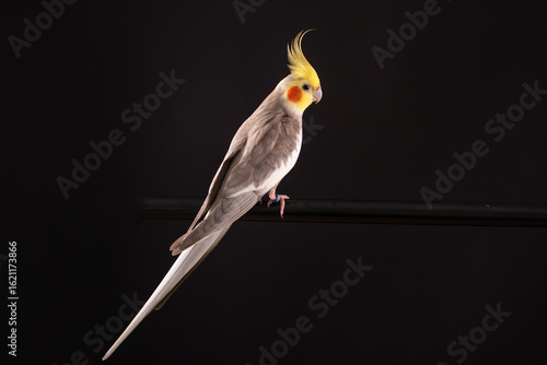 Cockatiel from Crest to tail, isolated on black background, in studio