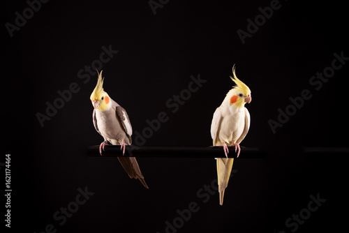 Cockatiels, 2 beautiful birds perched, isolated on black background
