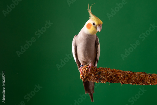 Parrot on Treats stick, Cockatiel on food, green background