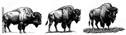 American bison in a vintage woodcut engraving style