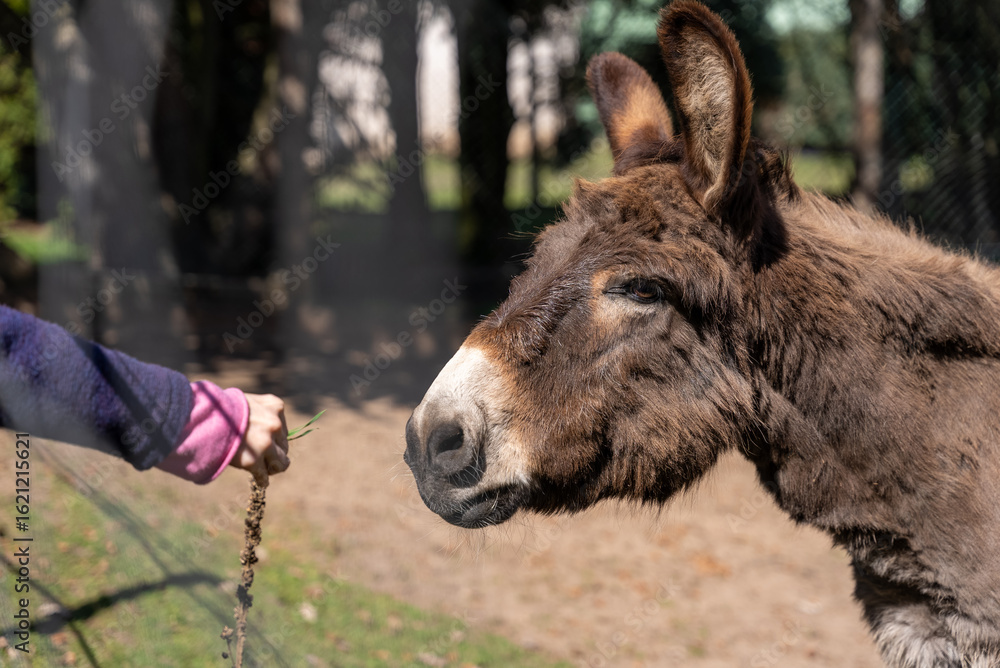 Person Feeding a Donkey at a Fence in Sunlight Person Feeding a Donkey at a Fence in Sunlight