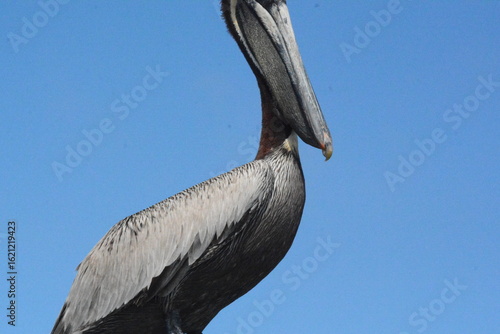 Atlantic Seabirds