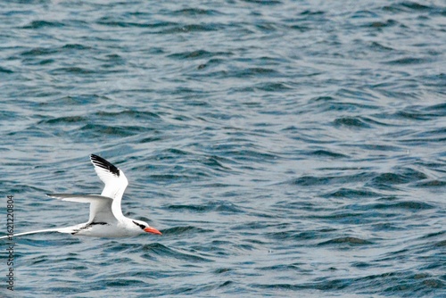 Atlantic Seabirds