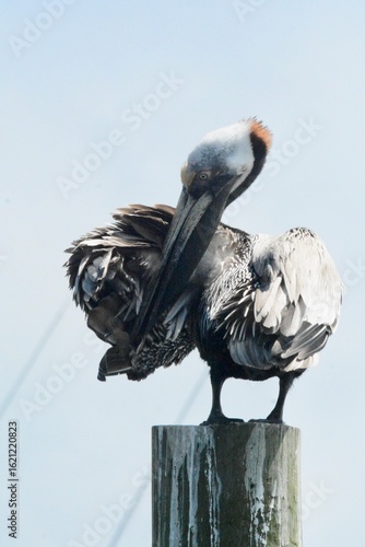 Atlantic Seabirds