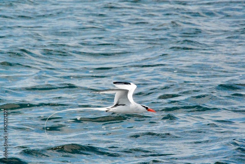 Atlantic Seabirds