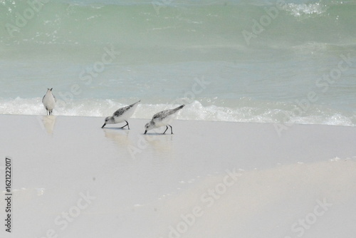 SEA Birds