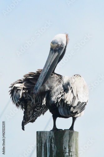 SEA Birds