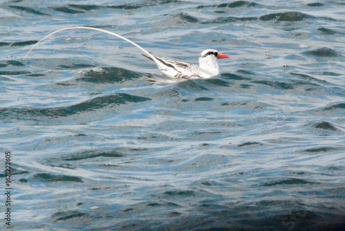 SEA Birds