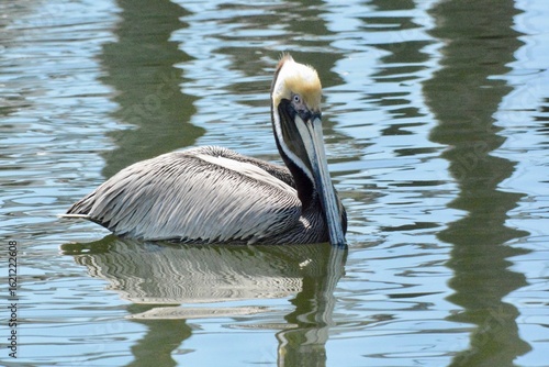 SEA Birds