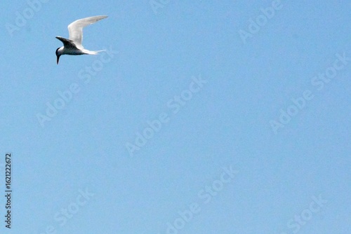 SEA Birds