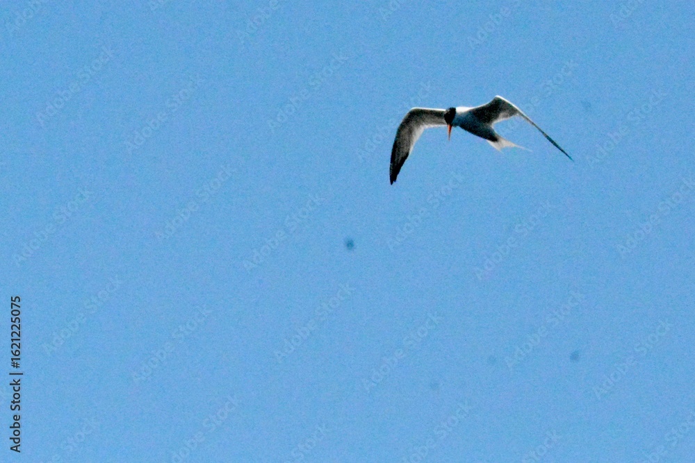 Obraz premium Huntington Beach