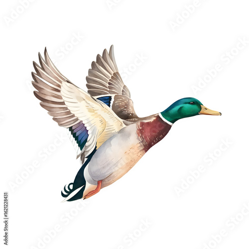 Dynamic watercolor painting of a mallard duck in mid-flight with wings spread, capturing the beauty of wildlife and nature, ideal for conservation projects