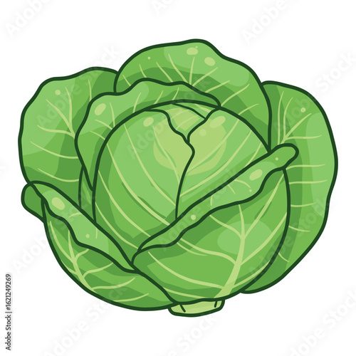 Fresh green cabbage with crisp leaves