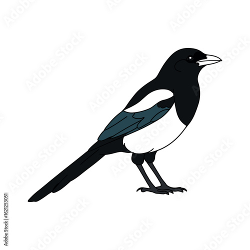 Illustrated black-billed magpie with distinctive black and white plumage