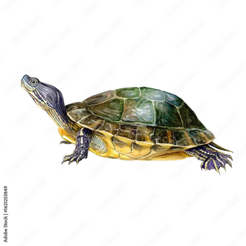 Obraz premium Watercolor animal illustration, a detailed watercolor illustration of a redeared slider turtle isolated on a transparent background