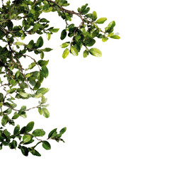 Lush green leaves form a corner border