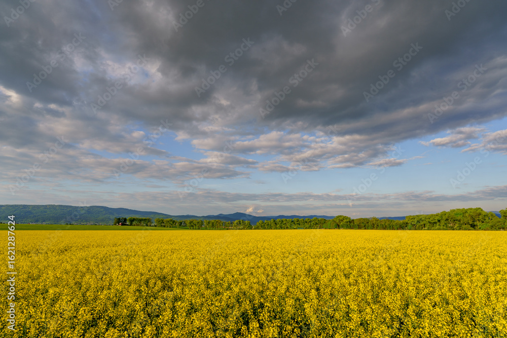 Fototapeta premium Blooming rapeseed field with forest, mountains and cloudy sky