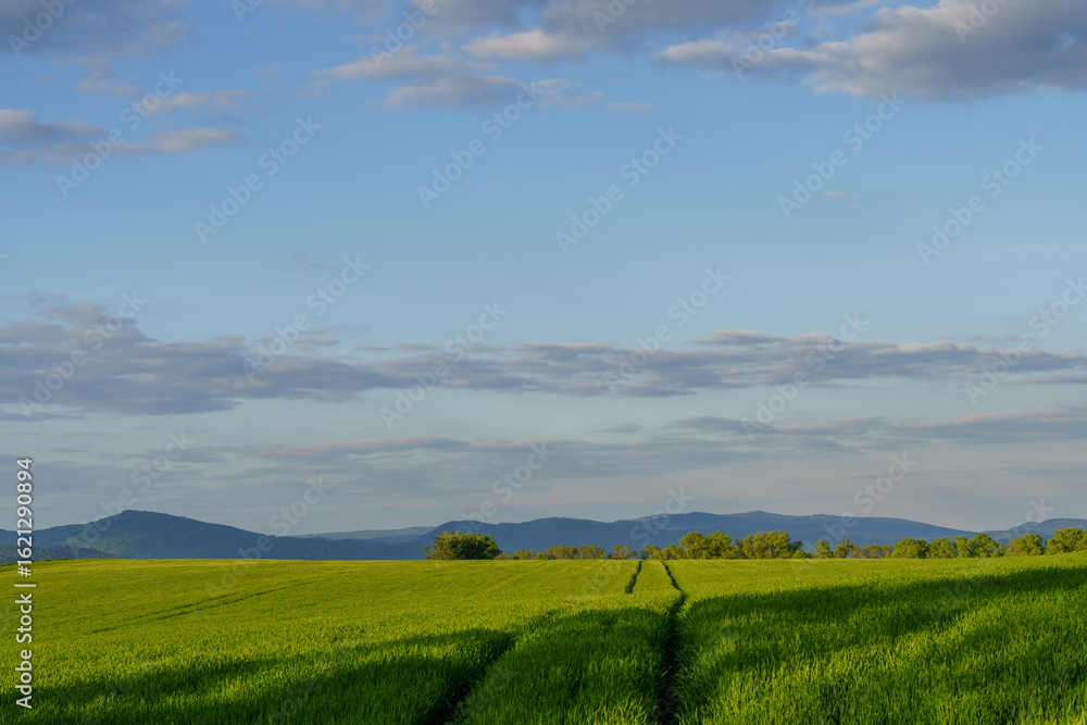 Obraz premium Large green meadow with narrow path and mountain backdrop
