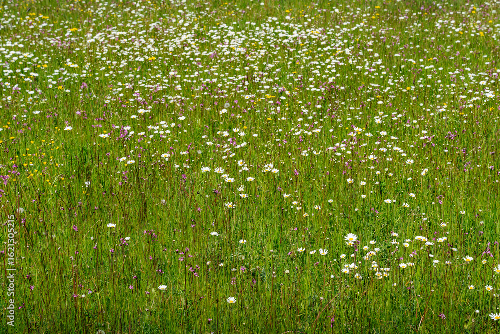 Fototapeta premium Colorful wildflower meadow in full bloom