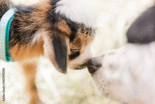 Baby goat is nose to nose with a Border Collie