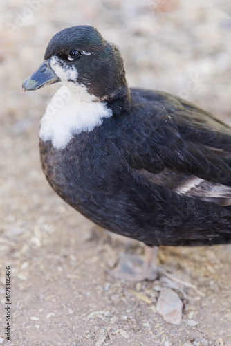 Portrait of a Call Duck hen