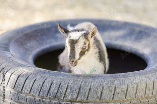 Nigerian Dwarf baby goat in a truck tire