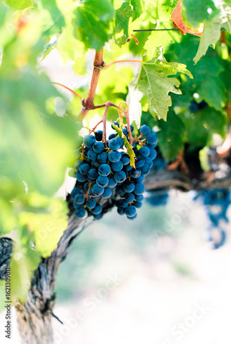 Close up of blue grapes hanging on the vine in a vineyard in France
