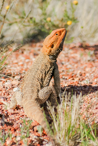 Green and orange lizard in the Australian Outback