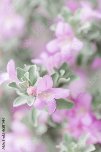 Purple Texas Sage flowers