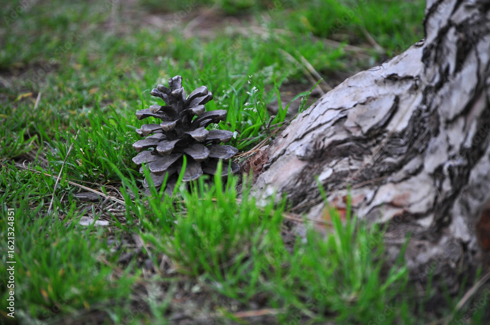 Obraz premium Pine cone fallen from the pine tree