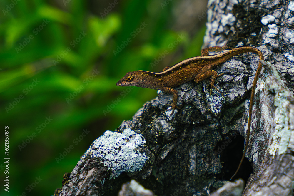 Fototapeta premium Lizard