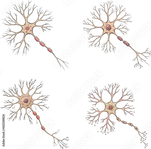 Illustrations of hand-drawn style neurons in various structures  