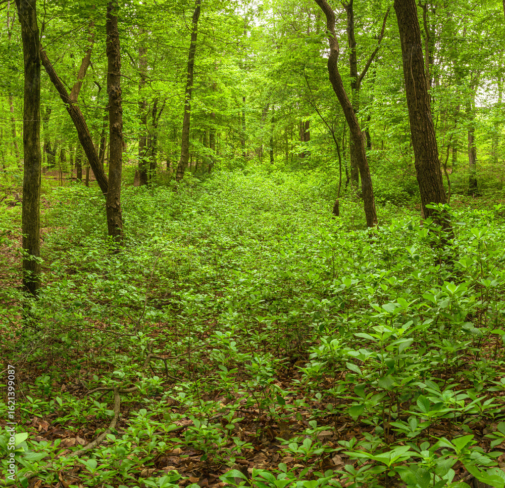 Obraz premium Green foliage in the forest