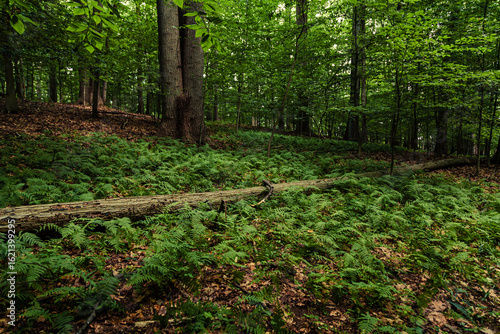 Fallen tree in the forest