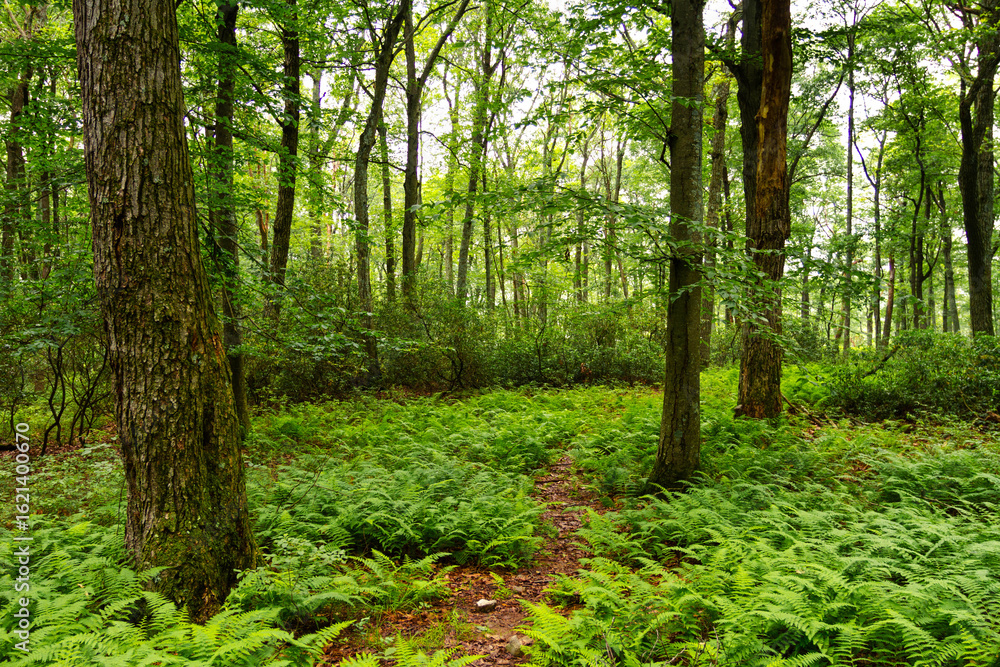 Obraz premium trees in the forest