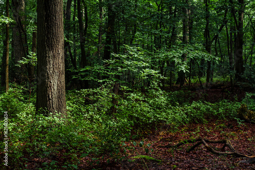 Foliage in the forest