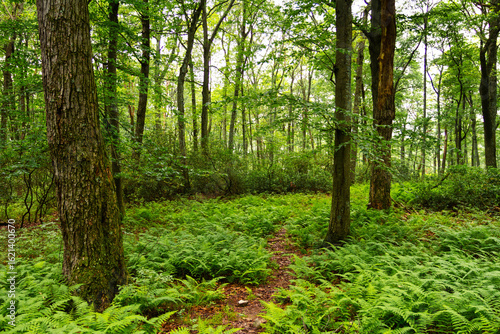 trees in the forest