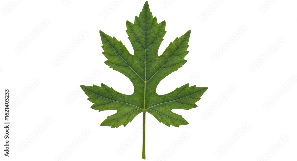 Isolated Green Grape Leaf Isolated Green Grape Leaf