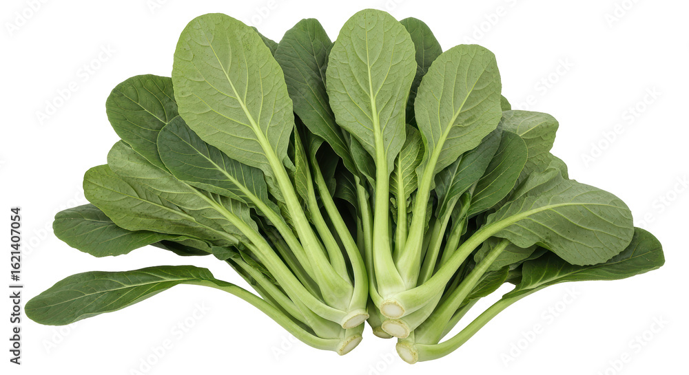 Obraz premium Isolated Bunch of Bok Choy Vegetables