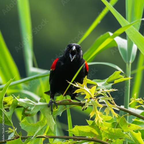 bird on a branch