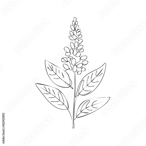 Quinoa or amaranth plant minimalist line art illustration. Botanical contour drawing of a superfood grain stalk.