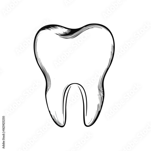 Engraved line art illustration of a healthy molar tooth for dental and oral hygiene concepts