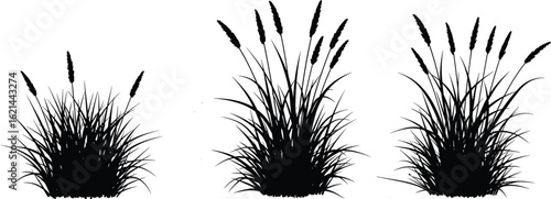 Grass seed head silhouette set, bushy foliage design, botanical growth stages, nature vector art, cad drawing flat vector illustration