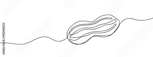 Continuous line hand drawn vector peanut isolated on transparent background editable stroke.