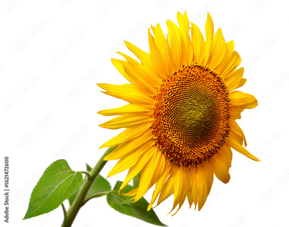Obraz premium Sunflower head isolated on white background. Sun symbol. Flowers yellow, agriculture. Seeds and oil